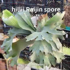 ビカクシダ】P. hillii 'Raijin' spore 雷神 子株 - メルカリ
