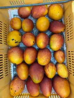完熟マンゴー 訳あり 2〜3玉 1kg（箱込み）沖縄産 甘〜い アップル 