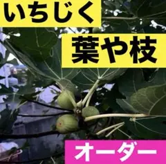 いちじく　イチジク　無花果　挿木　穂木　苗　木　根　無農薬　葉っぱ　いちじく茶のサムネイル