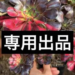 Y・K・T☆様専用出品‼️ カット苗セット　アエオニウム　シャネル七彩等3カット