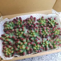 ネコポス発送 多肉植物 乙女心 カット苗