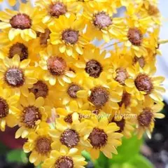 ほし様 リクエスト 2点 まとめ商品