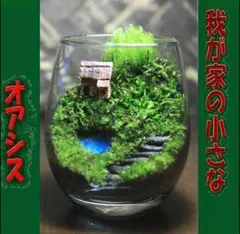 苔テラリウム コケリウム ロボット兵 心癒す我が家のオアシス - メルカリ