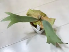 willinckii mix spore Predator, SPA,Kai 5 - メルカリ