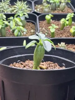 2025年最新】パキポディウム ウィンゾリーの人気アイテム - メルカリ