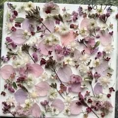 No,172 特小小花ミックス　ドライフラワー花材