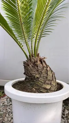 2025年最新】ソテツの葉の人気アイテム - メルカリ