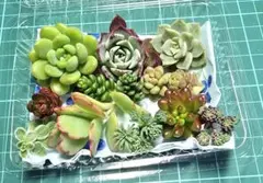多肉植物 セットC