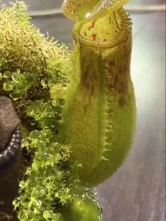 u*0様 ウツボカズラ ネペンテス N.ベントリコーサ ポリスパス 食虫植物