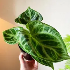 Anthurium SKG Silver 選抜株 - メルカリ
