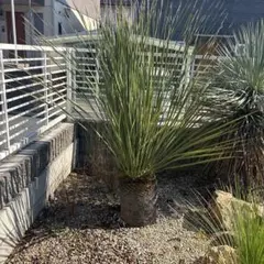 ダシリリオン ミキワネンシス地植のサムネイル