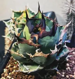 2025年最新】黒犀牛の人気アイテム - メルカリ