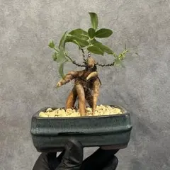 2026年最新】ガジュマル盆栽の人気アイテム - メルカリ