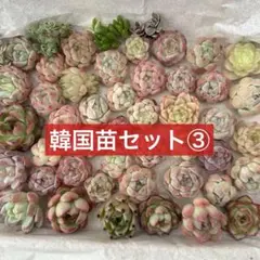 多肉植物 韓国苗セット③多肉植物詰め合わせ 寄せ植えセット
