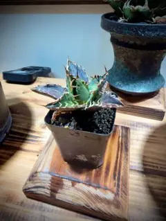 2026年最新】アガベ子株の人気アイテム - メルカリ