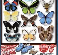 2026年最新】標本 シボリアゲハの人気アイテム - メルカリ