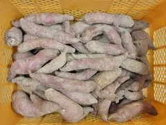 【丹波産】さつまいも　サツマイモ　紅はるか　訳あり　箱含み約5kg