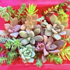 ③寄せ植えセット カット苗 詰め合わせ 多肉植物のサムネイル