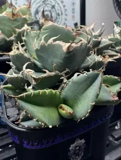 発根済アガベ チタノタ魔丸1 観葉植物 多肉植物 - メルカリ