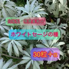 2026年最新】ホワイトセージ 種の人気アイテム - メルカリ