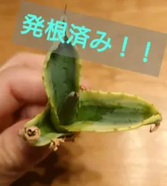 2026年最新】アガベ・サルミアナの人気アイテム - メルカリ