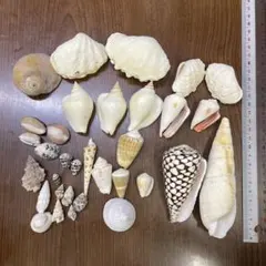 貝殻　まとめ売り