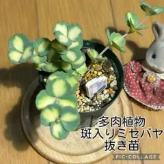 多肉植物 白雪ミセバヤ 抜き苗 根付き こけし - メルカリ