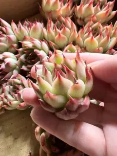 なおみちか様 リクエスト 4点 まとめ商品