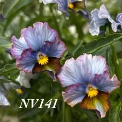 【NV141】ヌーヴェルヴァーグ入手困難レア苗サトウ園芸フリルビオラ種15粒のサムネイル