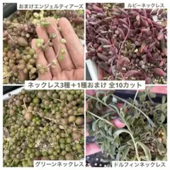 【カット苗】 ネックレス3種＋1種おまけ①【斑入り】