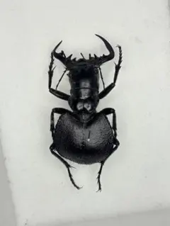 巨大♂】オオエンマハンミョウ Manticora タンザニア産 昆虫標本