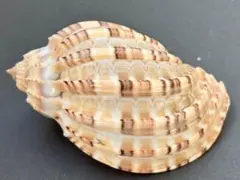 カワムラショクコウラ 7.8cm