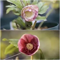 〈匿名発送〉 116 クリスマスローズ dd 蜃気楼交配 大木ナーセリ 匿名発送〉 116 クリスマスローズ dd 蜃気楼交配 大木ナーセリ 花