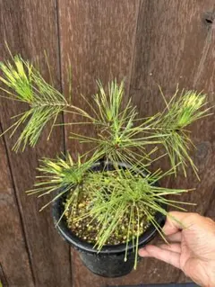 m3現物発送 コウヤマキ苗 高野槙 - メルカリ