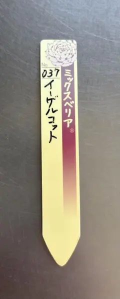 ぺったん 札のみ ミックスベリア おらいさん苗 多肉植物 - メルカリ