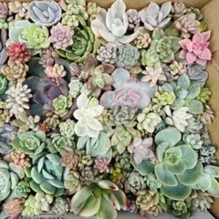 ✾17【大容量】✾お得パック✾多肉植物お得詰め合わせ　カット苗　抜き苗　錦入り
