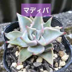 多肉植物 マッコス カット苗 10本 - メルカリ