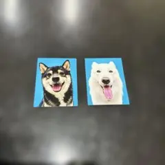赤の他人の笑う犬の証明写真