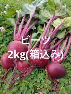 ビーツ(デトロイトダークレッド)　2kg(箱込み)のサムネイル