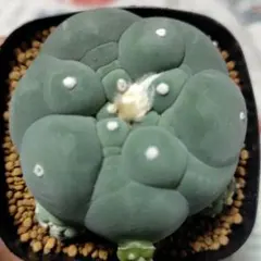 2025年最新】翠冠玉の人気アイテム - メルカリ