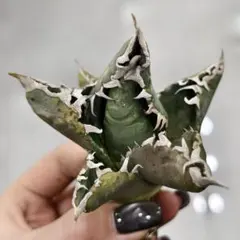 2026年最新】アガベ ブツブツの人気アイテム - メルカリ