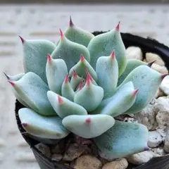 そわそわ　ミックスベリア　おらいさん苗　多肉植物