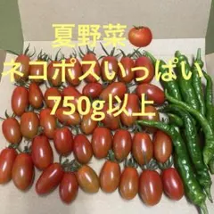 【たっぷり750g以上】ミニトマト＆伏見とうがらし ネコポスいっぱい！のサムネイル