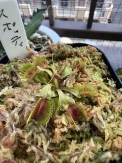 奇形ハエトリソウ バイオハザード1 CK - メルカリ