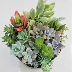 ⭐︎多肉植物　寄せ植え用詰め合わせ⭐︎