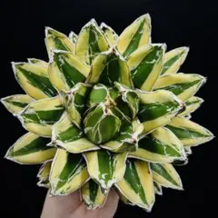 【値下げ】 アガベ　笹の雪錦　大株 アガベ 笹の雪錦 黄覆輪 | hanayoshi-botanical