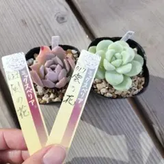 2026年最新】おらいさん苗 円の人気アイテム - メルカリ