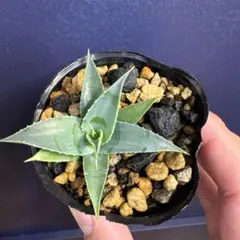 2026年最新】 アガベ ユタエンシス エボリスピナの人気アイテム - メルカリ