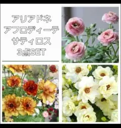 ラナンキュラスラックス3種 Cのサムネイル