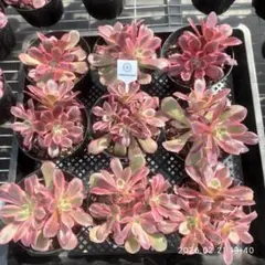 Top【選抜株】26096ウォッシュ　シルク　9個　10個　鉢無し/脱土